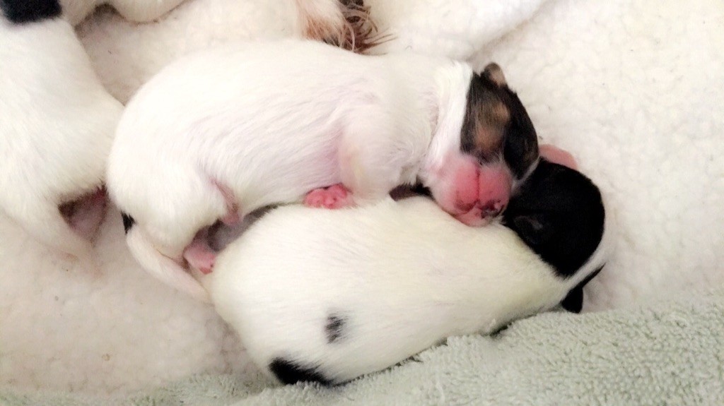 Bébés de Hamaya et Ilton 🐶🐶🐶